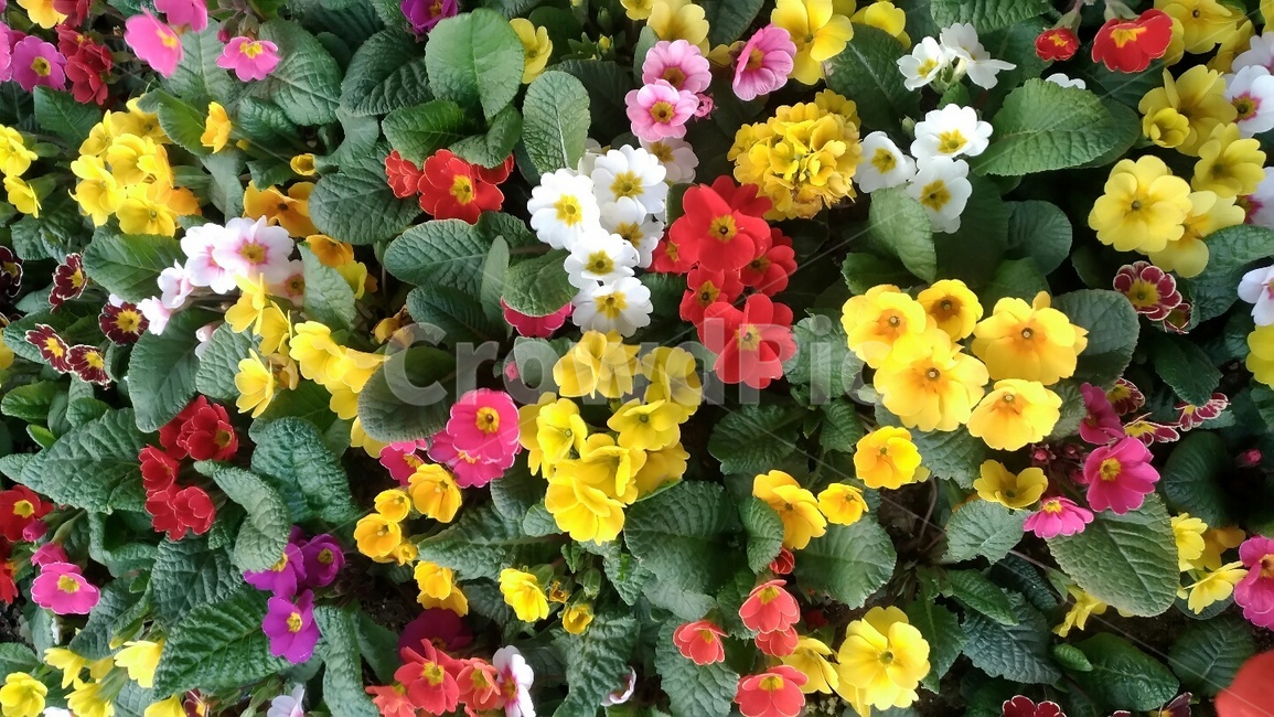 꽃,flower,자연,nature,봄,spring,색깔,계절,season,색채,색상
