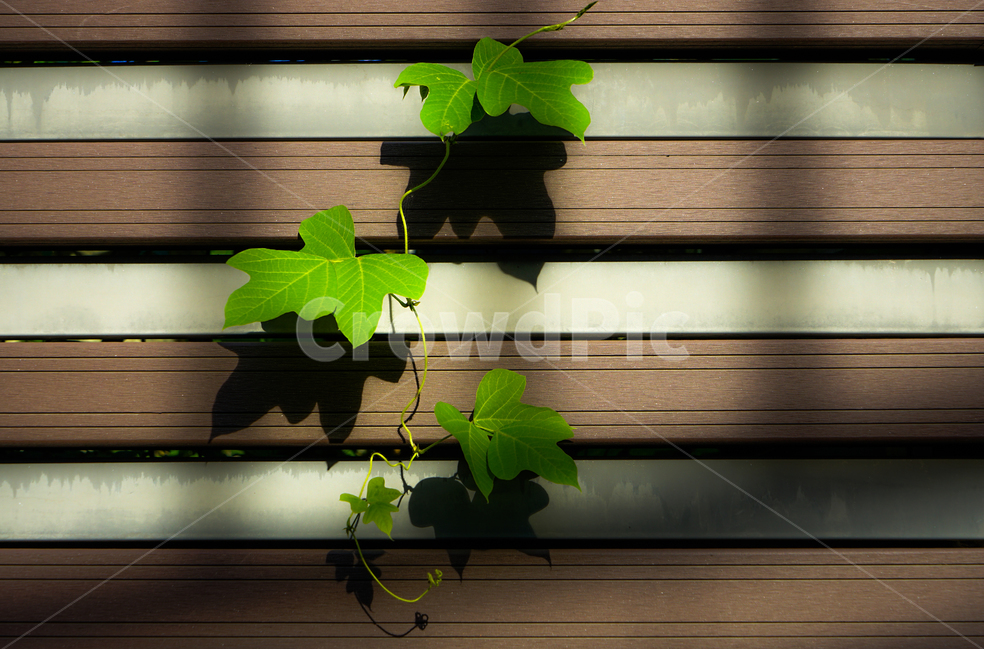칡,넝쿨,식물,공생,새싹,식물,자연,plants,nature