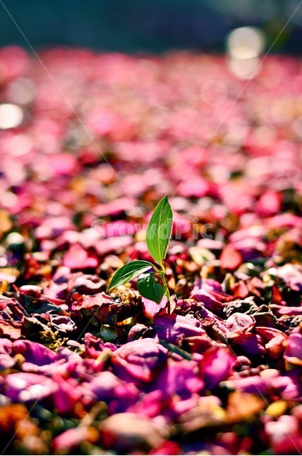 동백꽃,꽃잎,로우앵글,식물,자연,꽃,새싹,식물,자연,plants,nature,꽃,flower,감성,sensible,feeling