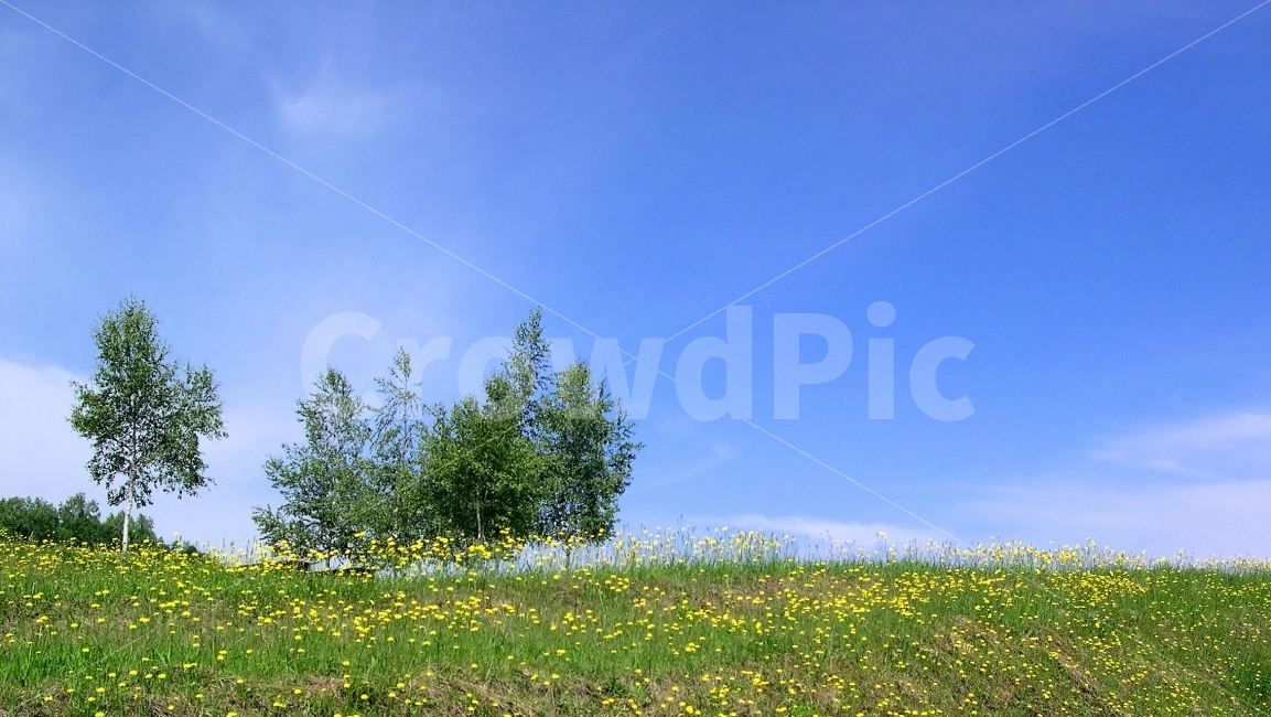 풍경,배경,배경이미지,백그라운드,빽그라운드,background,나무,꽃,꽃밭,자연,하늘,자연,풍경,nature,landscape,outdoors,옥외,grassland,목초지,field,들,meadow,farm,농장,rural,농촌