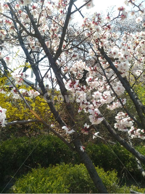 벚꽃,풀,나무,벚꽃축제,벚꽃나무
