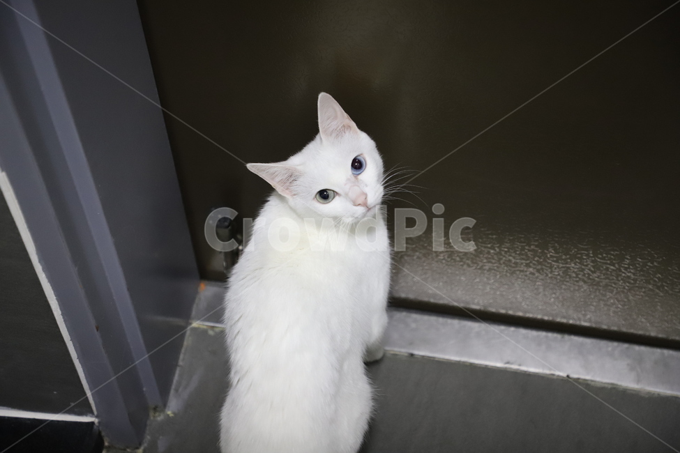 고양이,페르시안,오드아이,애완동물,반려동물