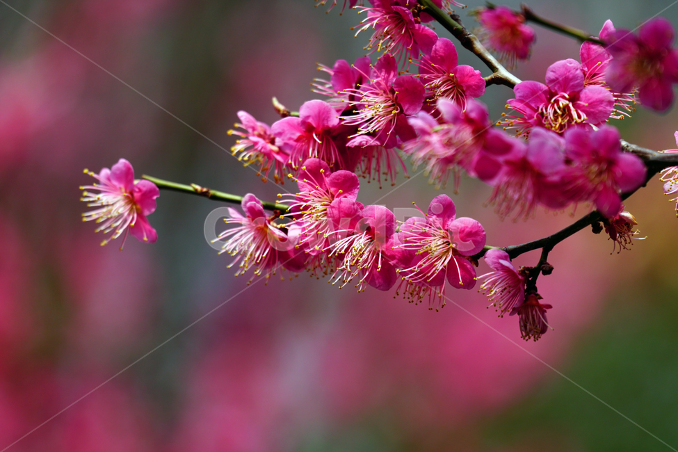 홍매화,한국자연,꽃,꽃사진,플라워,flower,봄,봄꽃,spring,식물,plants,자연,nature,풍경,landscape,계절,season,snap,스냅,접사,macro,closeup,클로즈업,감성사진,감성,힐링,healing,느낌,feel,feeling,꽃밭,화단,나무,나뭇가지,tree,꽃봉오리,4월,April,봄,계절,spring,season,식물,자연,plants,nature,꽃,flower,plant