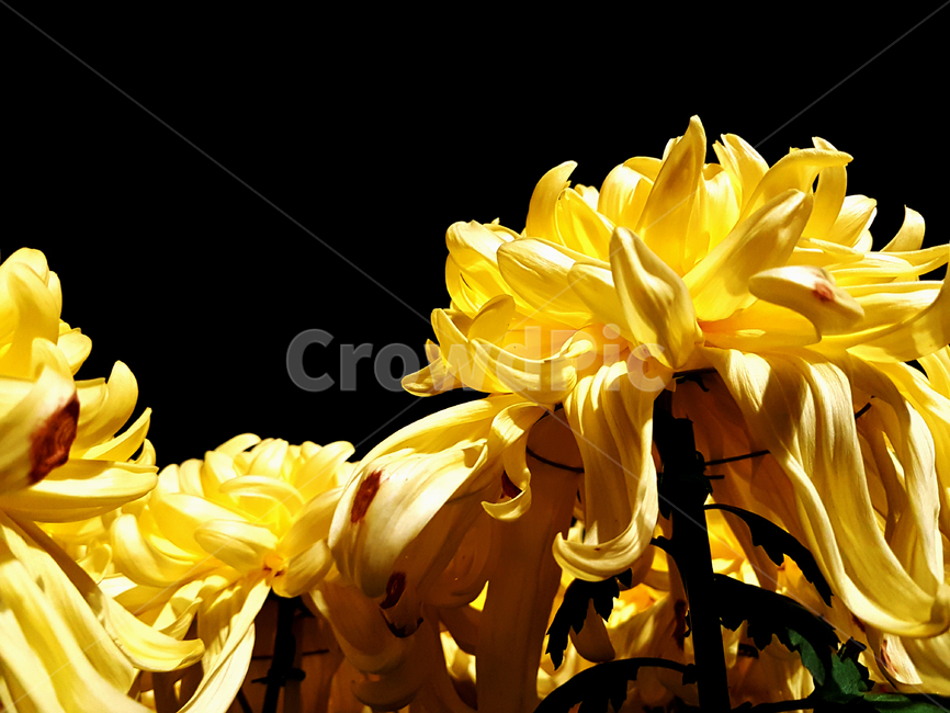 국화,가을,국화꽃,꽃,자연물,노랑,식물,자연,plants,nature,꽃,flower