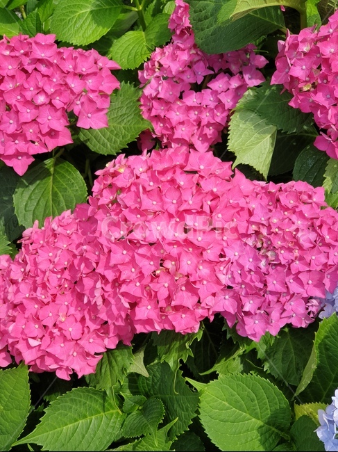 핑크색꽃,꽃,화단,수국,산수국