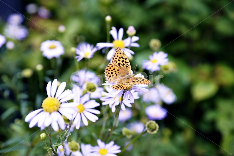 자연,꽃,나비,생태계,식물,동물,곤충,여름,flower,butterfly,식물,자연,plants,nature,꽃,flower,동물,animal,곤충,벌레,insect,bug