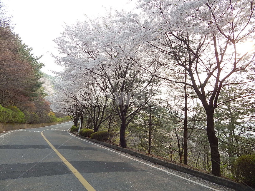 벚꽃,벚꽃길,나무,도로,자연,자연,풍경,nature,landscape,asphalt,아스팔트,road,highway,고속도로,freeway,고속 도로,plant,식물