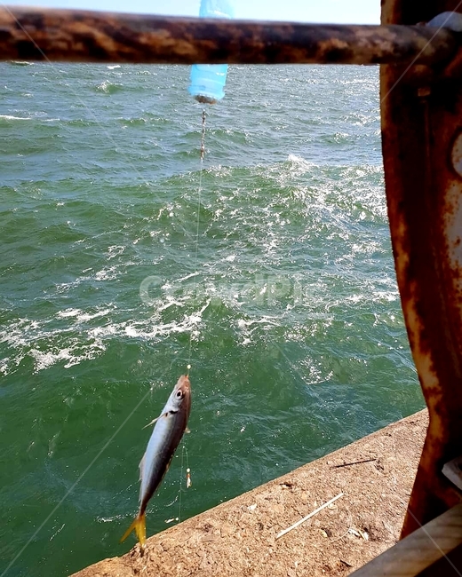 휴식힐링,낚시,조용함,편안함,자연풍경,물고기,동물,animal,어류,물고기,fish