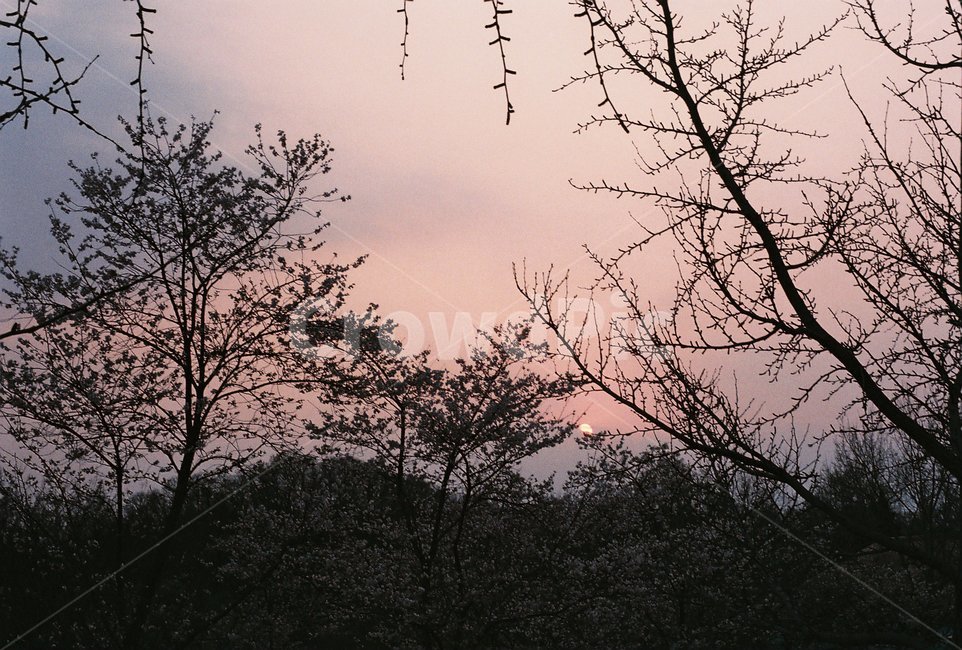 숲,일몰,산,선셋,하늘