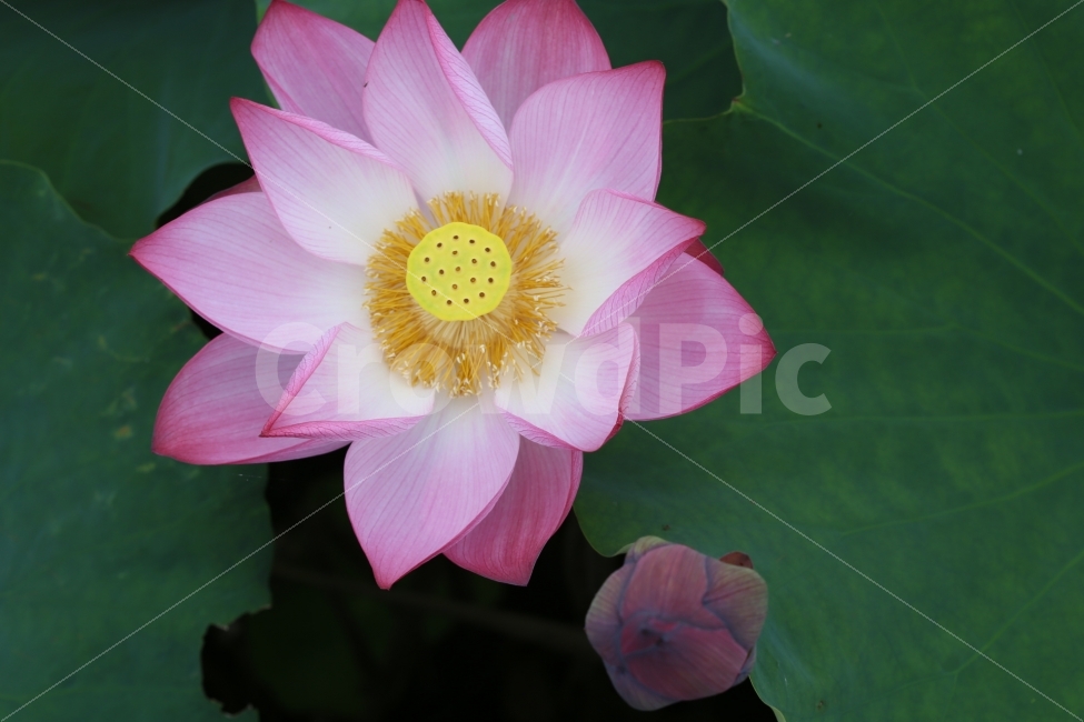연꽃,서오지리,연꽃단지,꽃,여름,식물,자연,plants,nature,꽃,flower