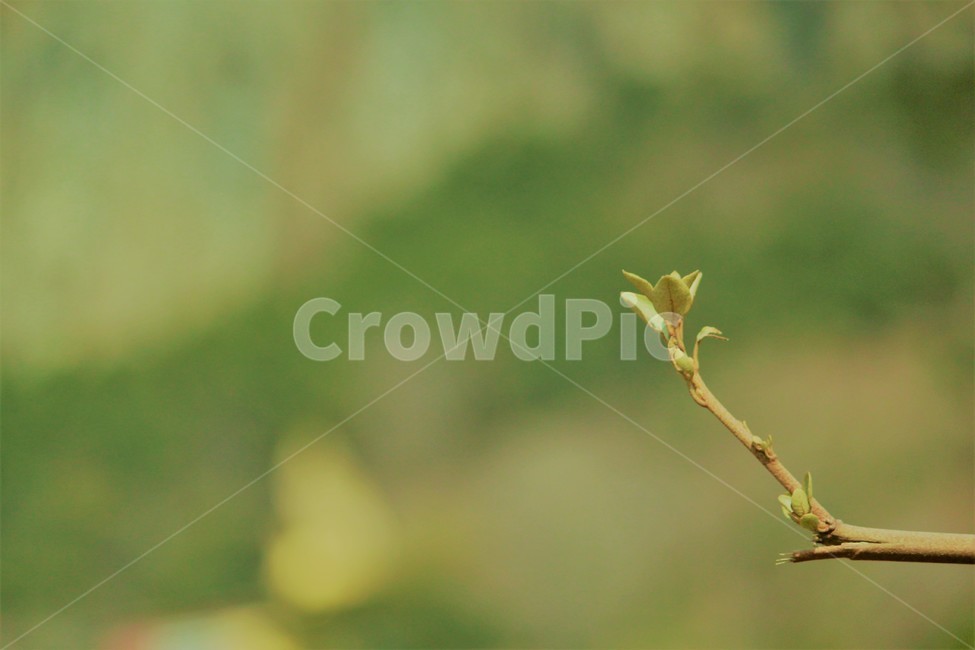 식물,새싹,초록,나뭇가지,꽃,식물,자연,plants,nature