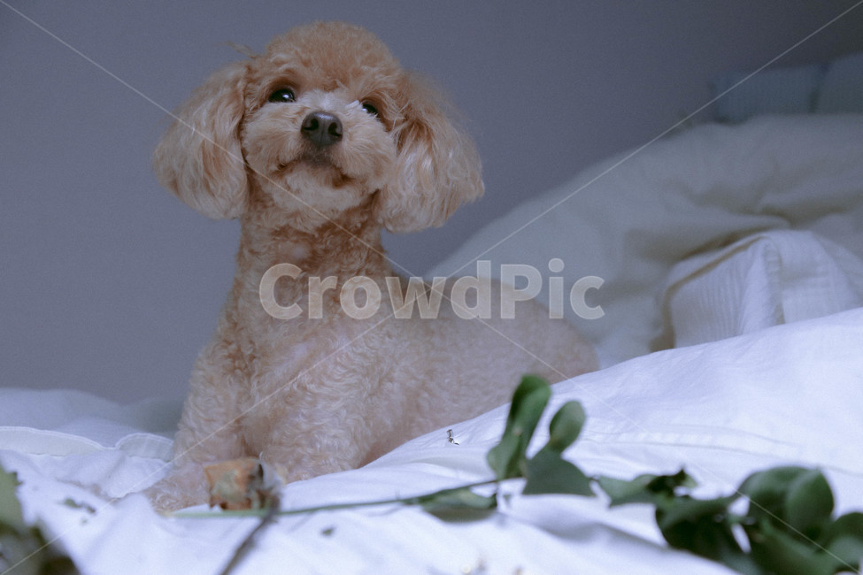 강아지,푸들,흰침대,꽃,풀,동물,animal,포유류,mammal,개,강아지,dog,doggy