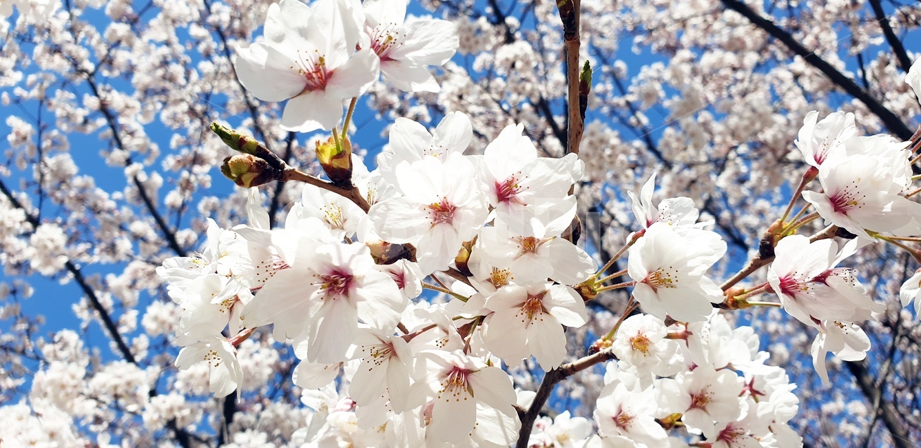 식물,꽃,blossom,cherryblossom,벚꽃,plant,flower,봄,자연