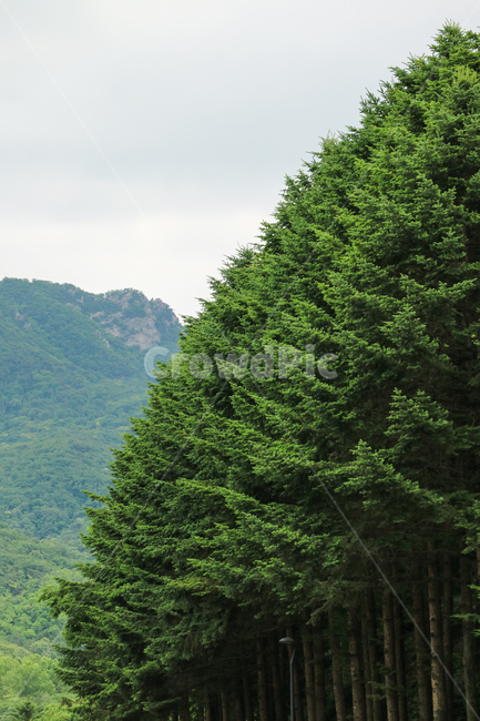 산,나무,자연,풍경,자연풍경,산능선,숲,군락지,초록,여름,계절,한국풍경,한국,대한민국,자연,풍경,nature,landscape,tree,plant,식물,fir,전나무