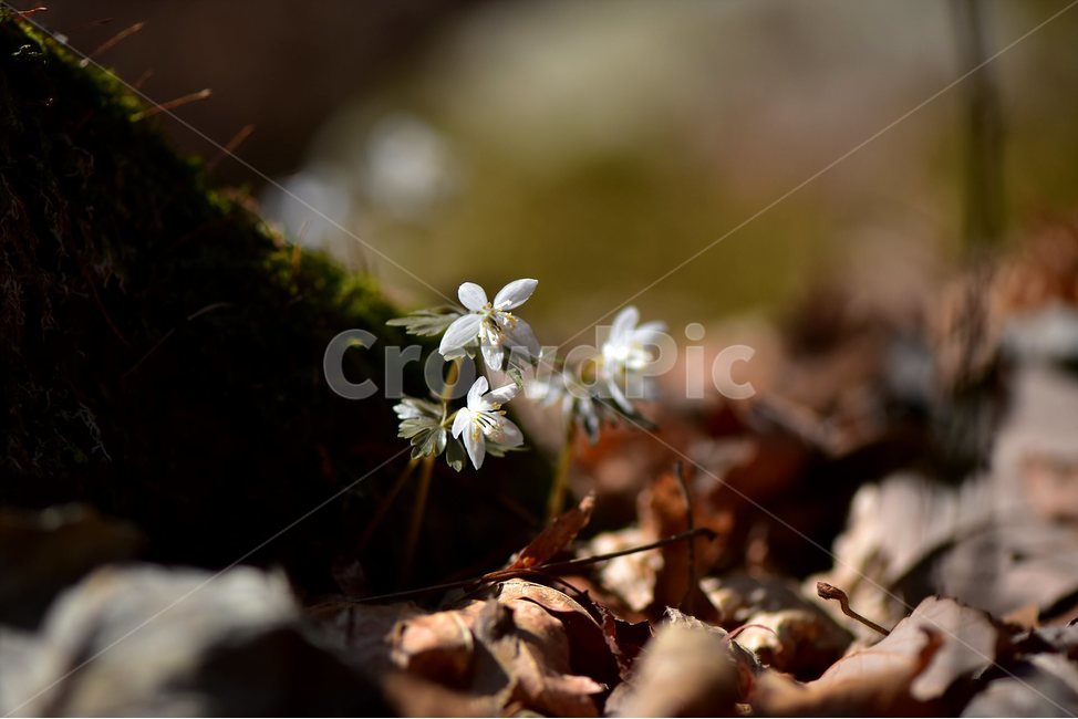 white flower,ecological photo,March,Honeysuckle,spring flower,spring,healing,ecology,native place,beech flower,plants,grass,season,herb,flowers,seasons,Flower,nature,Ranunculaceae,honey gland,Hongcheon,flower,Gangwondo,2018,wildflowers,mountain flowers,ba