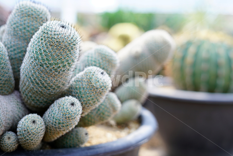 선인장,선인장식물,식물원,선인장재배,관상식물,식물,자연,plants,nature
