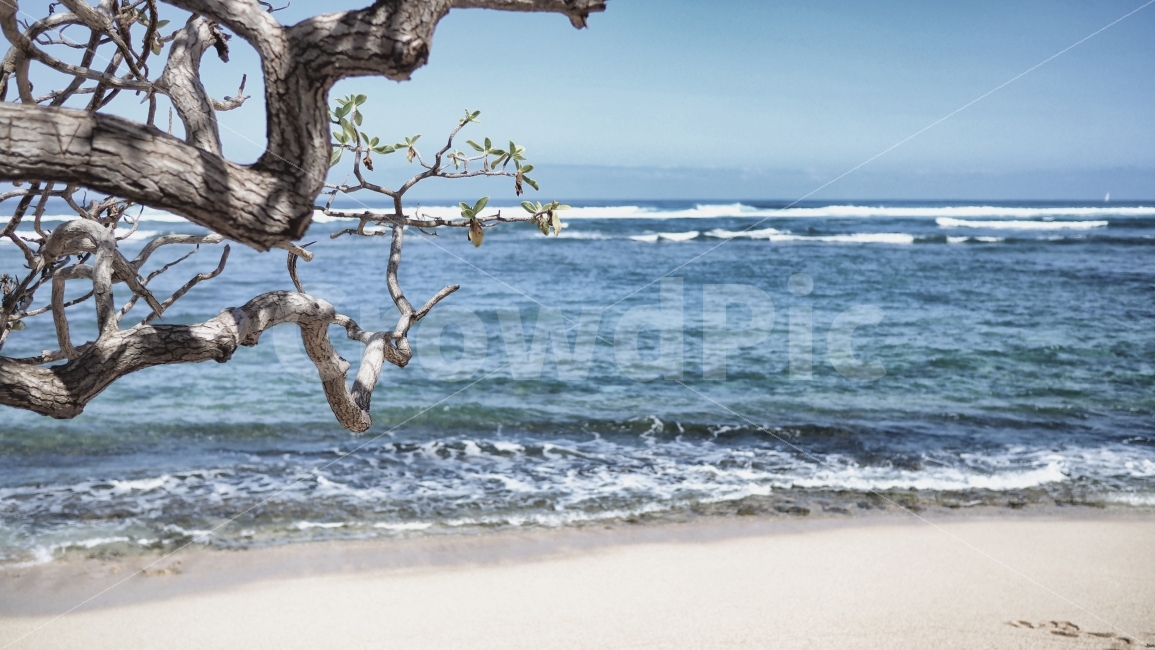 바다,나무,감성,파랑,하늘,구름,sky,blue,자연,풍경,nature,landscape,해변,바다,beach,sea,감성,sensible,feeling,wood,water,물,ocean,대양,outdoors,옥외,shoreline,해안선