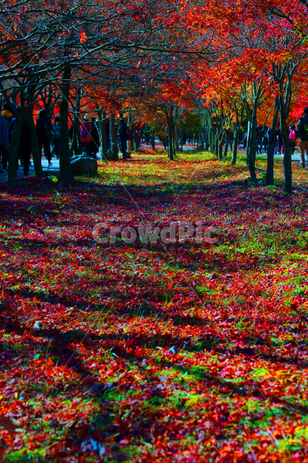 단풍,가을,human,person,숲,가을,계절,fall,autumn,season,자연,풍경,nature,landscape