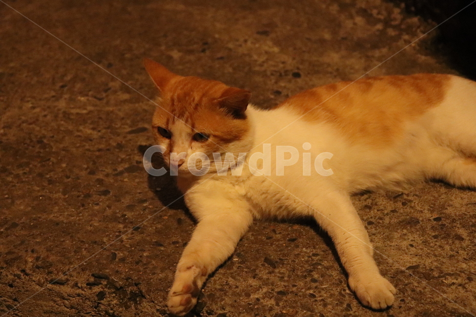 고양이,길고양이,야옹,야옹이,동물,동물,animal,포유류,mammal,고양이,cat,kitten,kitty