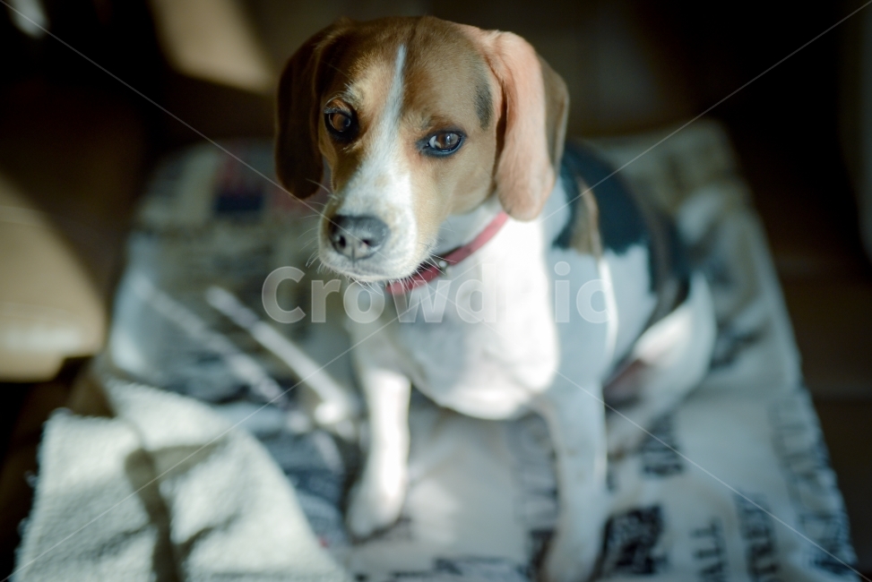비글,악마견,애견,강아지,애완견,귀여움,삐짐,동물,animal,포유류,mammal,개,강아지,dog,doggy