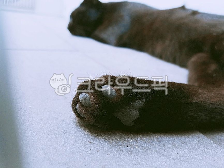 고양이,고양이발,고양이젤리,cat,흑묘