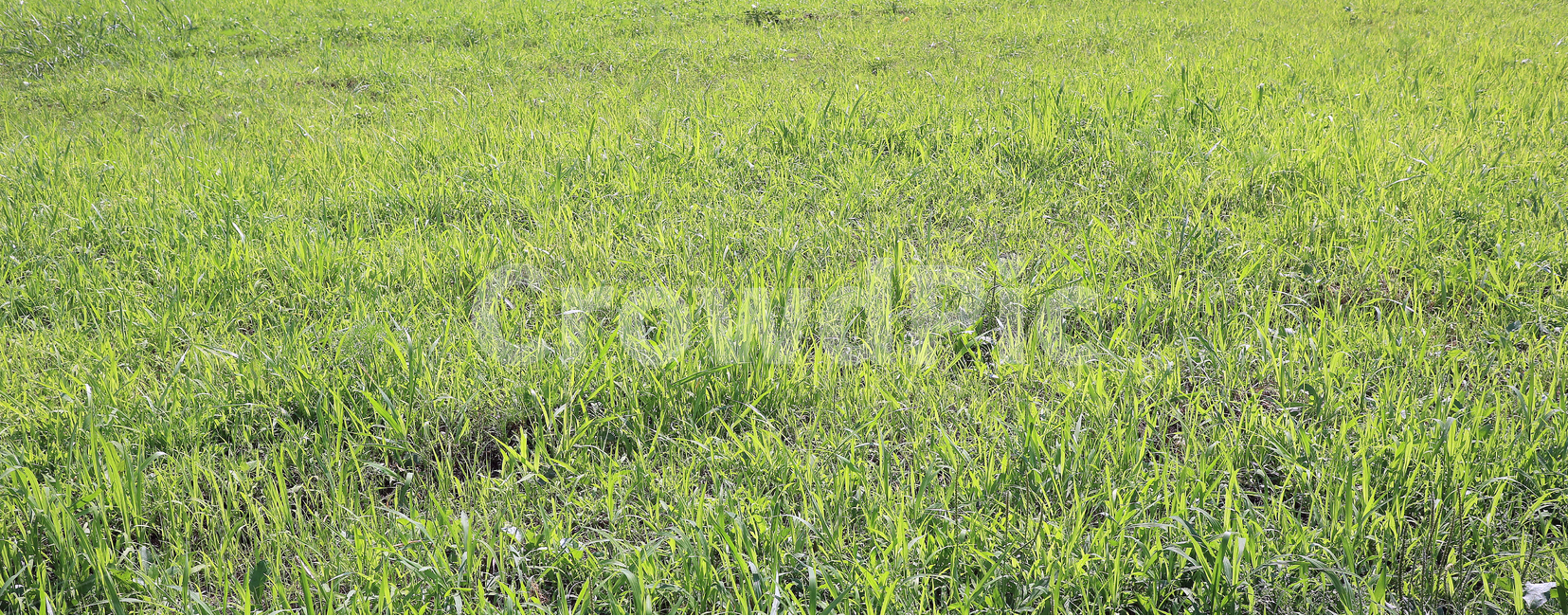 잔디,자연,녹색,푸름,풀숲,풀,배경,잔디밭,초록,식물,자연,plants,nature