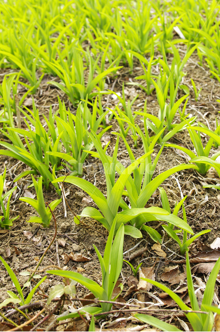 식물,plant,봄,spring,계절,식물,자연,plants,nature