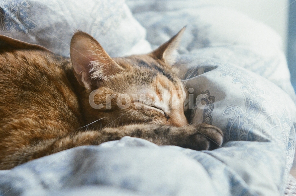 고양이,동물,낮잠,나른함,편안함,삼색고양이,이불,햇빛,잠,cat,animals,sleep,catnap,nap,comportable,반려동물,동물,animal,포유류,mammal,고양이,cat,kitten,kitty