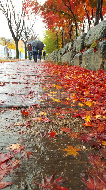 가을,단풍,낙엽,autumn,maple,fall,가을,계절,fall,autumn,season,비,비오는날,rain,rainy,leaf,잎,plant,식물,tree,나무