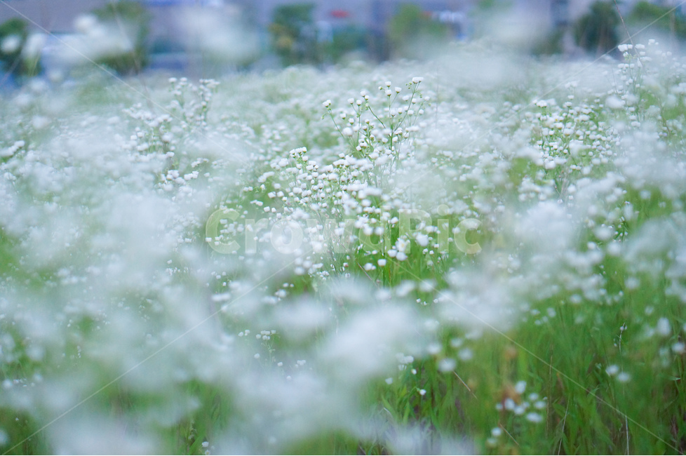 꽃,개망초,하양,풍경,초록,식물,식물,자연,plants,nature,꽃,flower