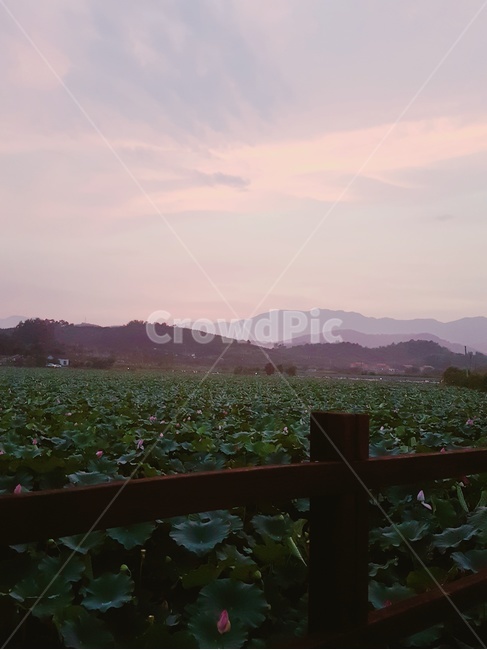 자연,연못,연꽃,야외,nature