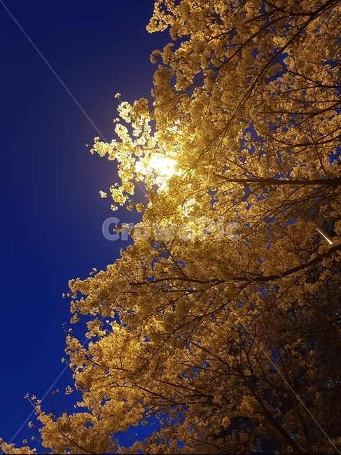 밤풍경,벚꽃,blossom,night,밤하늘,가로등,분위기,가로수,cherryblossom,산책