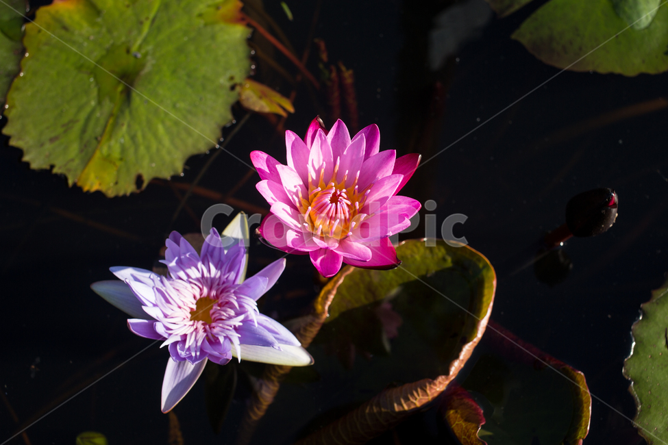 수련,plant,식물,blossom,flower,꽃,lily,식물,자연,plants,nature,꽃,flower