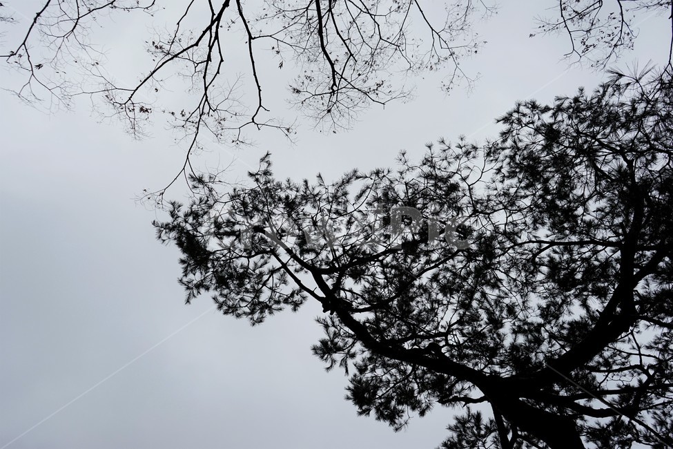 고목,실루엣,나무,tree,하늘,하늘배경,겨울,가지,자연,느티나무,식물,마른잎,숲,분위기,감성,겨울나무,쓸쓸함,외로움,고요,나뭇가지,계절,풍경