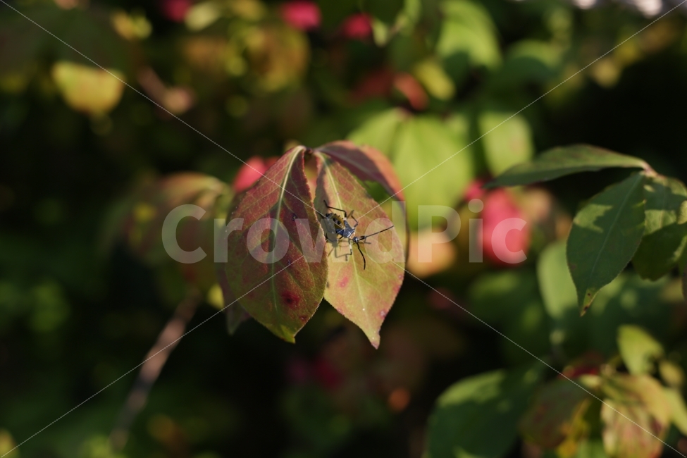 	꽃,자연,붉은색,분홍색,햇빛,5dmark3,벌레,노을,식물,자연,plants,nature,동물,animal,곤충,벌레,insect,bug