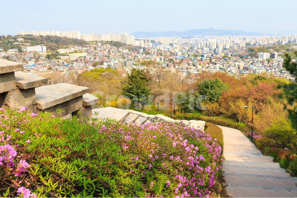 서울성곽,한양도성,도성,서울,성벽,한양,조선,한성,전통,건축,문화재,문화유산,방어,조선시대,조선왕조,여행지,관광지,풍경,경치,성곽,전경,도시,높은,비탈,산,경사,계단,진달래,봄,산책,산책로,봄풍경,봄꽃,아름다운,자연,도시전경,건물,빌딩