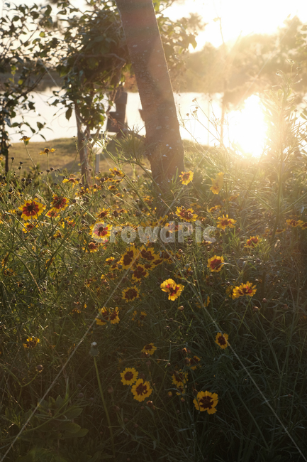 역광,석양,꽃,풍경,자연,light,빛,flare,플레어,nature,식물,자연,plants,nature,꽃,flower