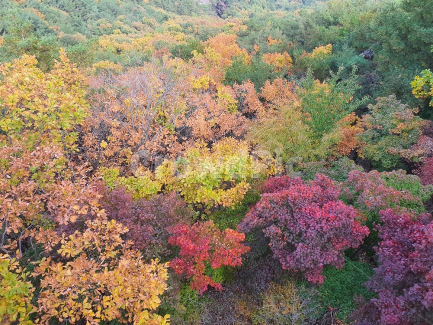 nature,자연,단풍,산,가을,autumn,단풍나무,가을산,계절,tree,나무,풍경,가을,계절,fall,autumn,season,자연,풍경,nature,landscape