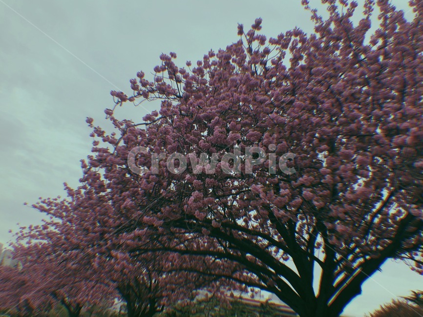 겹벚꽃,분홍색,나무,꽃,하늘,pink,flower,blossom