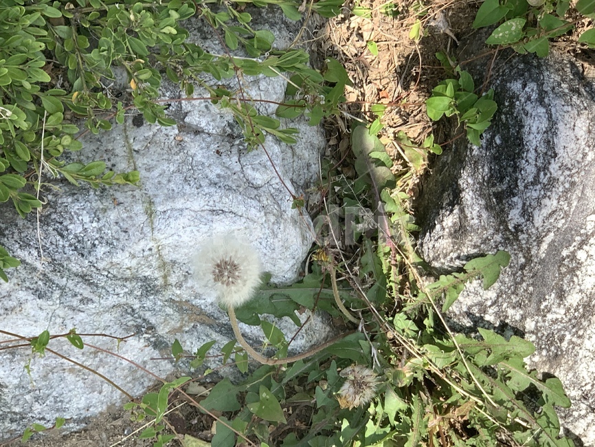 민들레홀씨,민들레,씨,꽃,꽃씨,풀,식물,줄기,잎,바위,돌,햇빛,햇볕,풀잎,초록,초록색,흙,자연,dandelion,spore,seed,flower,flowerseeds,grass,plants,stem,leafs,rock,stones,sunshine,green,soil,nature
