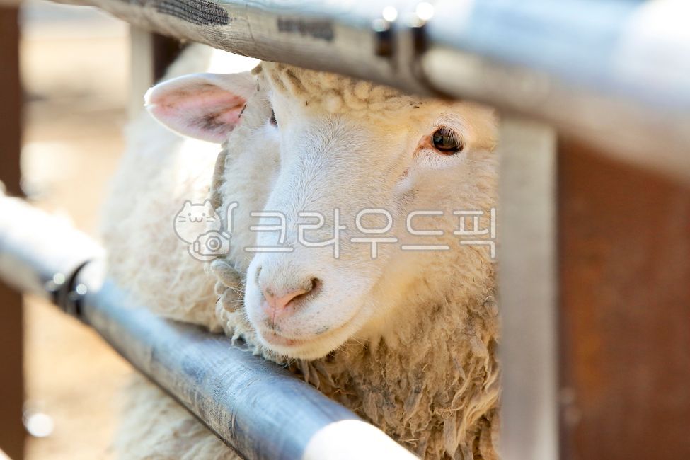 동물, 양, 가축, livestock, mammal, 사진,이미지,일러스트,캘리그라피 - 봉산호랑이작가
