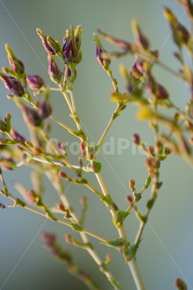 꽃,상추꽃,빨간,봉우리,피어,특이한,식물,자연,plants,nature,꽃,flower