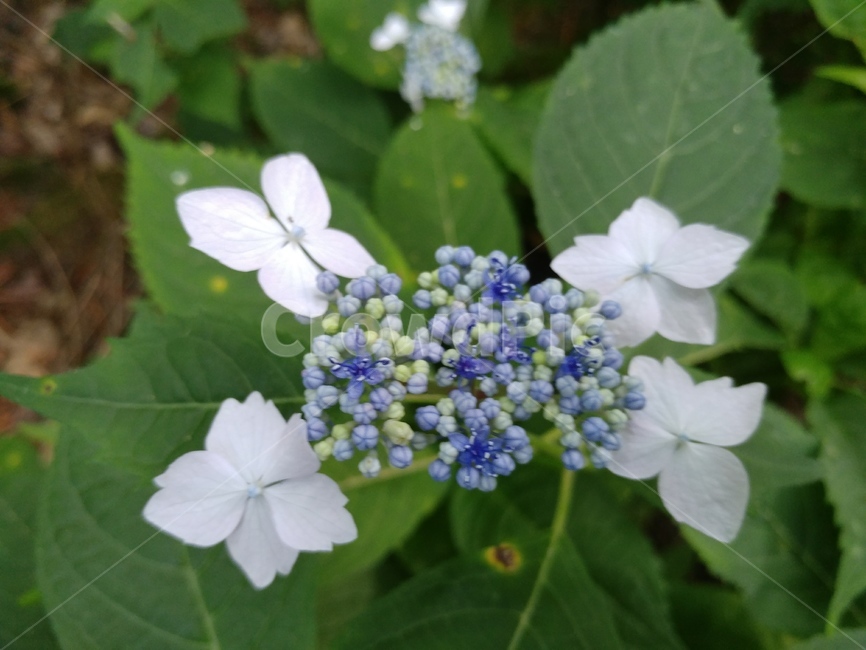 산수국,식물,피자식물문,쌍떡잎식물강,범의귀과,토상산,관상용