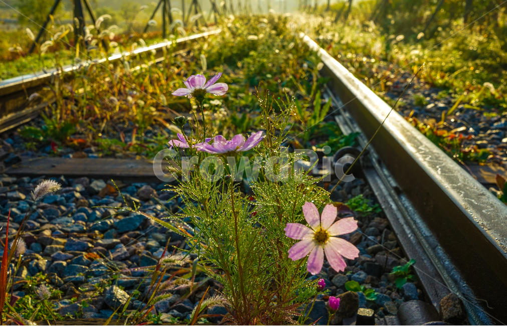 코스모스,들꽃,꽃,철길,레일,식물,자연,이슬,가을,계절,fall,autumn,season,식물,자연,plants,nature,꽃,flower,plant