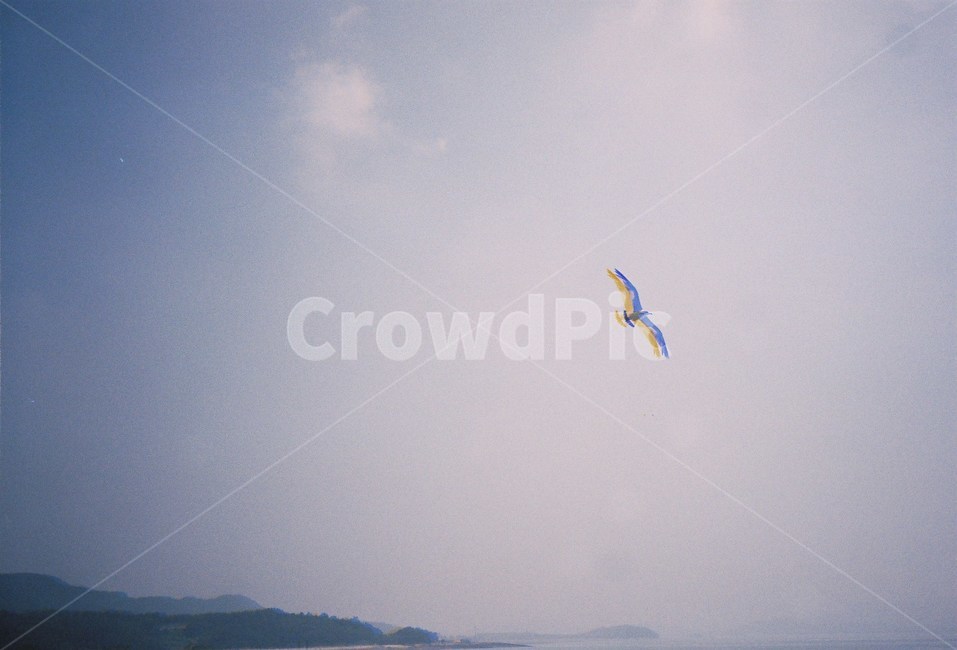 필름,필름사진,film,바다,sea,배,boat,자연,nature,섬,island,port,항구,갈매기,새,bird