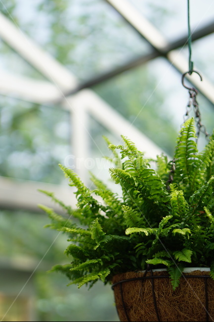 화분,온실,초록,로즈스텔라,자연,배경화면,인천,식물,자연,plants,nature