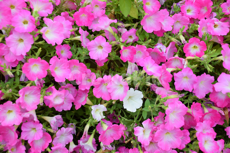 꽃,예쁜,색갈,색감,꽃들,빛감,식물,자연,plants,nature,꽃,flower