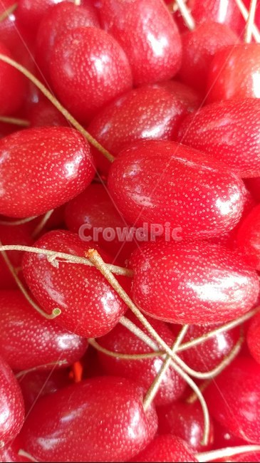 plant,식물,food,음식,fruit,과일,보리수,과일,열매,fruit