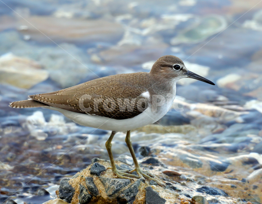bird,animal,새,동물,beak,부리,깝작도요,물새,철새,동물,animal,조류,새,birds