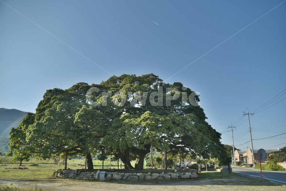 후박나무,천연기념물,나무,tree,삼산리,plant,식물,자연,plants,nature,나무,trees,wood